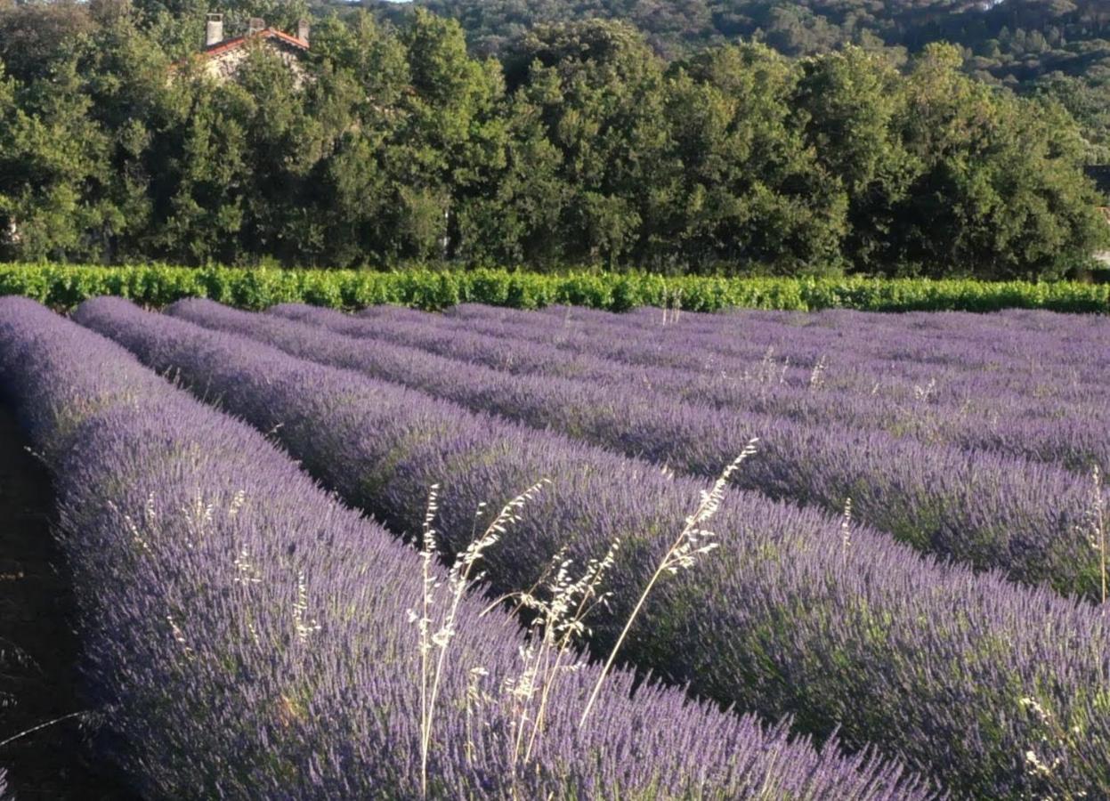 Отель Maison D'Hotes Le Mas Des Vignes Rochegude  Экстерьер фото